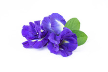 Butterfly Pea Flower (blue Pea, Bluebellvine, Cordofan Pea, Clitoria Ternatea) With Green Leaves  Isolated On White Background. 