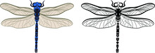 Dragonfly Or Anisoptera Vector Illustration Fill And Outline Isolated On White Background. Insects Bugs Worms Pest And Flies. Entomology Or Pest Control Business Graphic Elements.