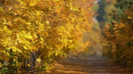 Aufkleber - Autumn park background. Yellow leaves slowly falling from autumn tree. Slow motion shot