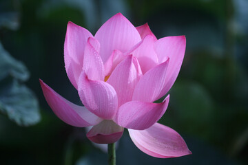 Sticker - Closeup shot of blooming pink lotus flower - great for wallpaper