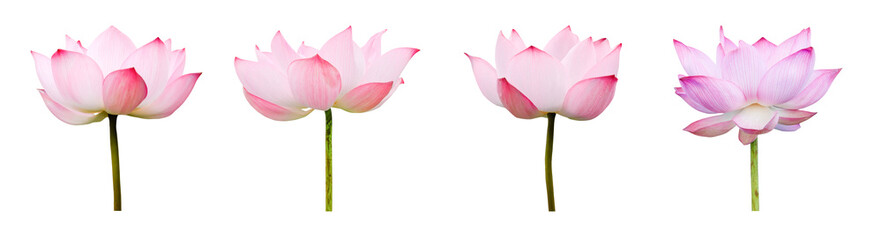 Wall Mural - Lotus flower collections isolated on white background. File contains with clipping path so easy to work.