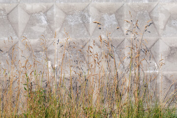 Wall Mural - Dry ears of tall wild grass against the concrete fence