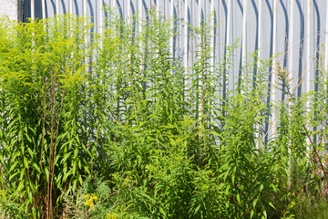 Wall Mural - Stems of flowering wild solidago against the metal fence