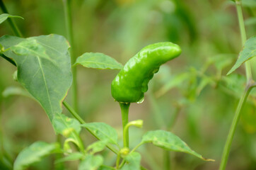 closeup the ripe green chilly with plant and leaves over out of focus green background.