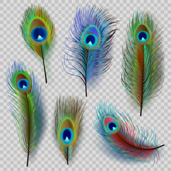Wall Mural - Exotic feathers. Beautiful realistic peacock colored birds decent vector feathers illustrations