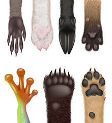 Canvas Print - Animals paw. Realistic wild animals body parts dog frog cat bears racoon decent vector paws collection set