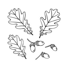 Wall Mural - Set of hand drawn oak leaf  and acorn outline. Line art style isolated on white background.