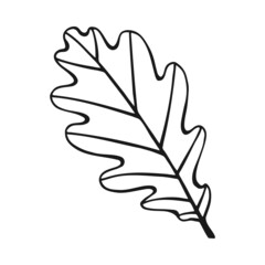 Wall Mural - Hand drawn oak leaf outline. Oak leaf in line art style isolated on white background.