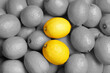 Many fresh lemons as background, top view. Black and white tone with selective color effect