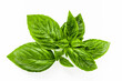 Fresh sweet basil leaves isolated on white background. Isolated of italian basil leaf .