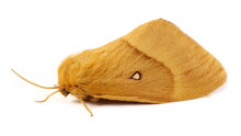 Oak Eggar Moth, Lasiocampa Quercus Isolated On White Background