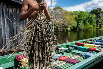 Man holding bunch of fresh acai fruit in amazon rainforest in summer sunny day. Concept of environment, ecology, sustainability, biodiversity, superfood, bioeconomy, healthy food. Amazonas, Brazil.