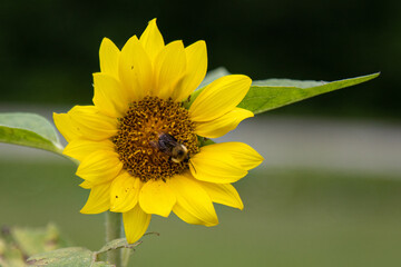 Wall Mural - wild sunflower with bee in the center 