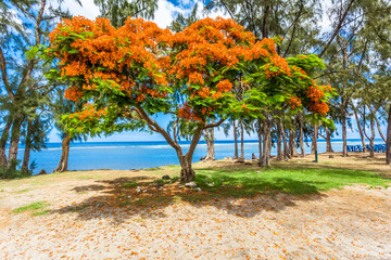 Wall Mural - Flamboyant orange 