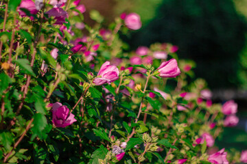 multicolored garden of exotic and beautiful flowers