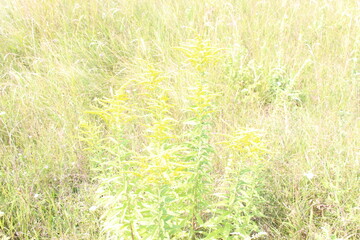 Wall Mural - Yellow fluffy flowers bloom in the meadow on a sunny summer day