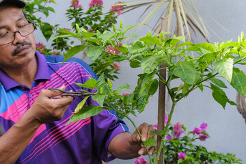 Gardener  taking care of chili tree, red hot chili peppers in the garden