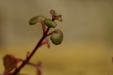 Sticker - Impressive close-up of a hardy sedum