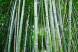 Fototapeta Sypialnia - bamboo tree