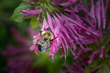 Bumblebee Collecting Nectar From A Pink Beelalm Plant. While Moving Around Blossoms. This Bee Helps Pollinate The Flower. From Our Garden In Windsor In Broome County In Upstate NY. Busy As A Bee