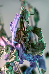 Poster - Close up faded flowers. Beautiful plant minimal in neon light. Minimalism retro style concept. Background pattern for design.