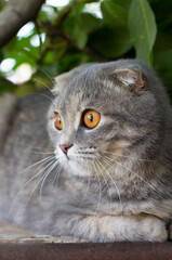 Wall Mural - relaxing grey cat on wooden fence with green leaves background