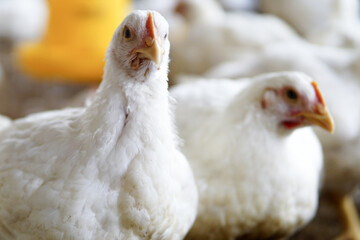 Poster - White chicken in a farm