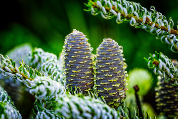 Wall Mural - Close-up of young blue cones on the branches of fir Abies koreana or Korean Fir on green garden bokeh background. Selective focus. Beautiful evergreen coniferous ornamental tree.
