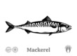 Vector mackerel fish illustration isolated on a white background