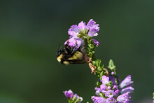 Bumblebee Which Is A Member Of The Genus Bombus, Part Of Apidae On Obedient Plant Flower.  Obedient Plant Or False Dragonhead Is A Plant In The Mint Family.