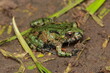 Fire bellied toad (Bombina bombina) small metamorphosed juvenile frog