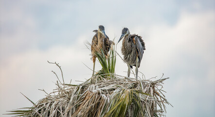 Wall Mural - two young blue herons are in the nest looking for food