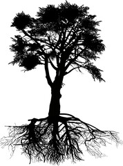 Wall Mural - isolated single black high big pine with root