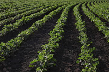 Wall Mural - Agriculture, green cultivated soybean plants in field, late spring or early summer