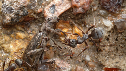 Wall Mural - an attack of red forest ants on another large insect, a beetle attacked by ants and died from bites from formic acid.