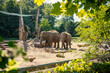 spacerujące słonie