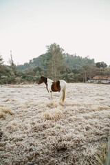 Wall Mural - Beautiful winter landscape on harsh weather, Monte Alegre do Sul, Sao Paulo, Brasil, 30 July 2021 - lonely horse on field