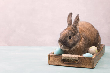 Poster - Easter Rabbit sitting in a basket with hay and colored eggs, empty copy spcae for text