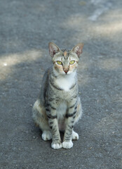 Wall Mural - cat sitting on paved road