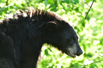 Poster - Selective focus shot of a big black bear from its side profile in the forest