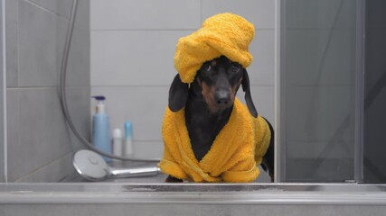 Wall Mural - Funny black brown dachshund dog IN yellow bath robe with towel on head runs against shower and shampoo bottles close view