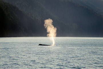 Humpback whale back and spout back lit 