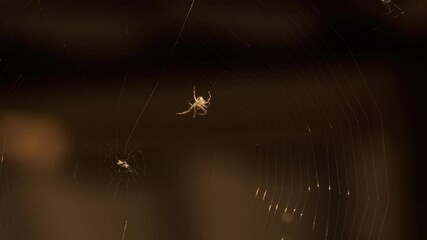 Spider weaves a web, close-up