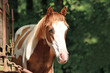 Portrait of young Pinto horse with brown and white patches