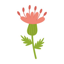 Thistle, A Prickly Honey Plant, With A Pink Flower. Vector Clipart. Cartoon Illustration Isolated.