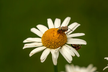 Poster - The Daisy - a small grassland plant that has flowers with a yellow disk and white rays