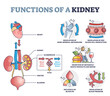 Functions of kidney with anatomical filtering organ system outline diagram. Educational waste and toxic regulation, blood pressure balance and glomerulus process explanation scheme vector illustration