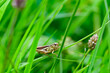  Chorthippus montanus, water meadow grasshopper in the austrian region waldviertel