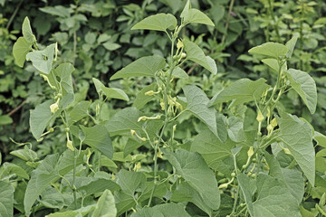 Poster - plants of european birthwort