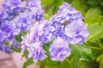 大三坂（函館）の紫陽花2